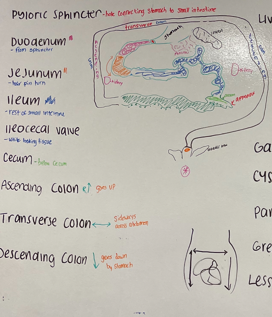 <p>gallbladder</p>