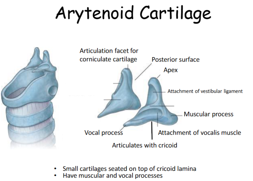 <p>The <strong>vocal ligaments</strong> stretch from the <strong>arytenoid cartilages</strong> to the <strong>thyroid cartilage</strong>, lying within the <strong>laryngeal cavity</strong> and in the path of airflow. When these ligaments are moved or tensed, they <strong>vibrate</strong>, producing <strong>different sounds and pitches</strong>—this is the basis of <strong>phonation</strong> (voice production). </p>