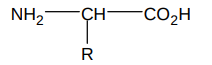 <ul><li><p>R group determines the amino acid</p></li><li><p>a means both  NH2 and COOH groups are joined to the same C</p></li></ul><p></p>