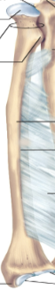 <p>Radius</p>