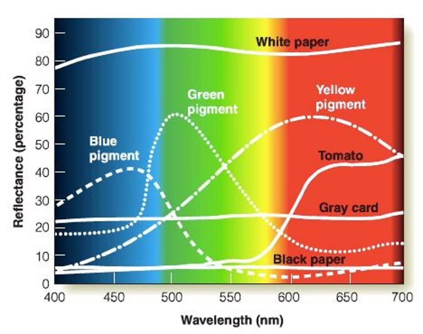<p>Mach bands are optical illusions that enhance the perception of edges, where adjacent areas of different brightness are perceived as having greater contrast.</p>