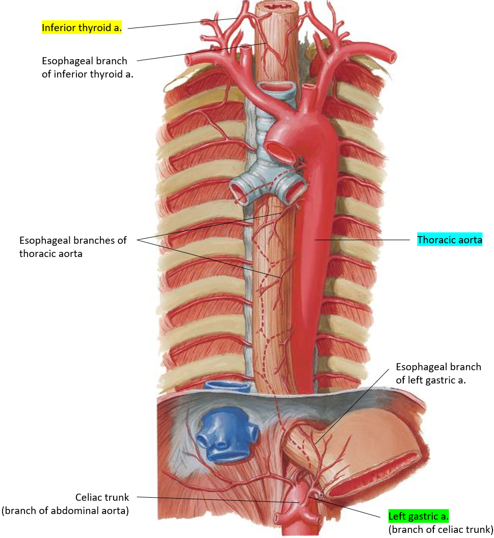 <ul><li><p><strong>Cervical part</strong>: esophageal branches of the <strong>inferior thyroid artery</strong>.</p></li><li><p><strong>Thoracic part</strong>: esophageal branches of the <strong>thoracic aorta</strong>.</p></li><li><p><strong>Abdominal part</strong>: esophageal branch of the <strong>left gastric artery</strong>.</p></li></ul><p></p>