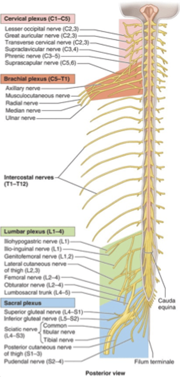 <p>1. cervical (C1-C4)</p><p>2. brachial (C5-T1)</p><p>3. lumbosacral (L1-S4)</p>