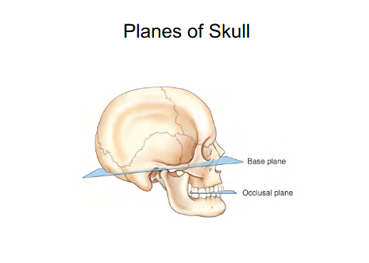 <ul><li><p>Base plane </p></li><li><p>Occlusal plane </p></li></ul><p></p>