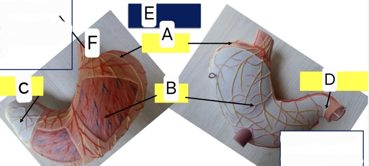 <p>Identify the following and answer these questions </p><p></p><ul><li><p>which organ does part C connect to </p></li></ul><p></p><ul><li><p>Which organ does part F connect to </p></li></ul><p></p>