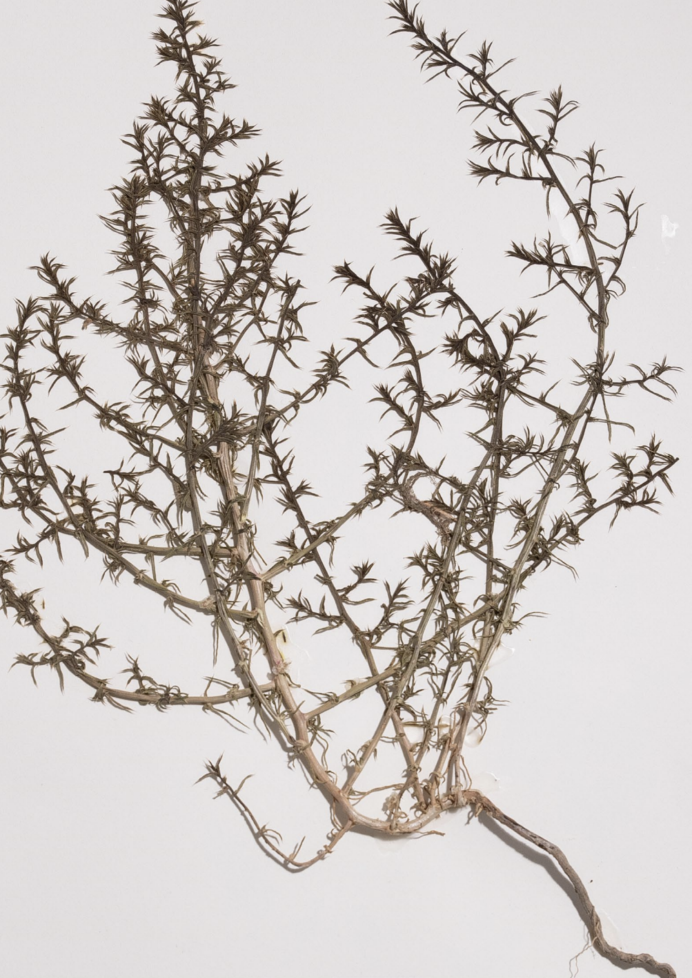 <p>What is this plant’s scientific name?</p>
