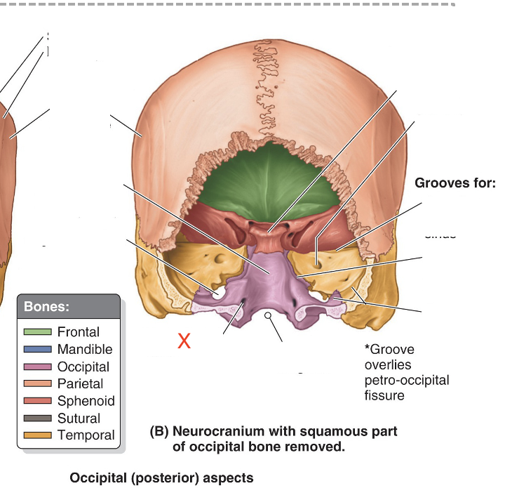 <p>Name the area marked “X”</p>