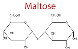 <p>glucose and glucose </p>