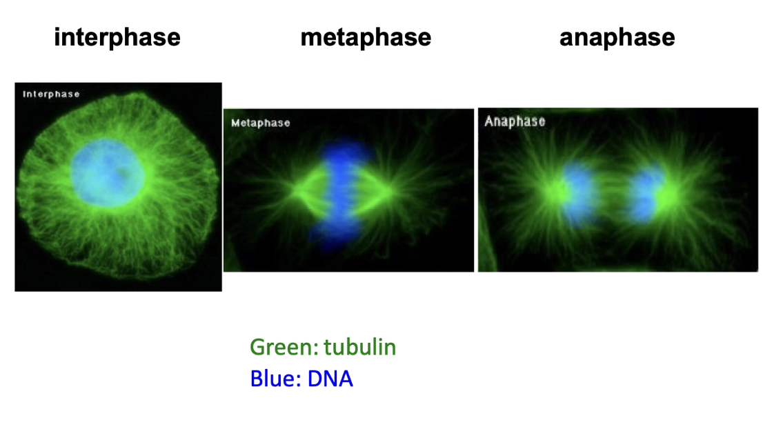 <ul><li><p><strong>Tubulin</strong> visualized via antibodies or <strong>GFP constructs</strong></p></li><li><p><strong>DAPI stains DNA</strong> (nucleus = blue)</p></li><li><p>In <strong>interphase</strong>: microtubules fill the cytoplasm</p></li><li><p>In <strong>metaphase</strong>:</p><ul><li><p><strong>Replicated chromosomes</strong> align at the <strong>spindle equator</strong></p></li><li><p><strong>Spindle microtubules</strong> attach to <strong>centromeres</strong></p></li></ul></li><li><p>In <strong>anaphase</strong>:</p><ul><li><p><strong>Spindle poles move apart</strong></p></li><li><p>Microtubules <strong>shorten</strong> → chromatids pulled to poles</p></li></ul></li></ul><p></p>