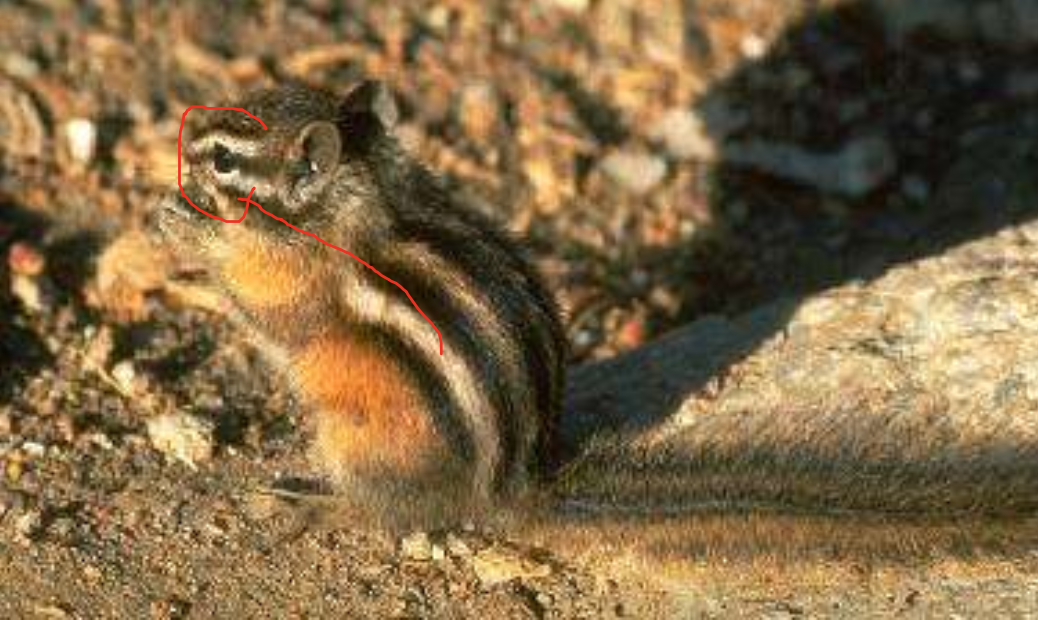 <p>least chipmunk</p>
