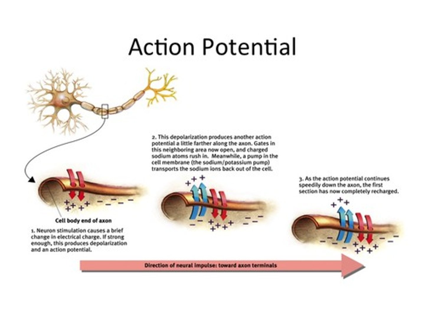 <p>- neurons communicate with each other through electrical or chemical signals that travel down their axons</p><p>- electrical -&gt; action potential</p>