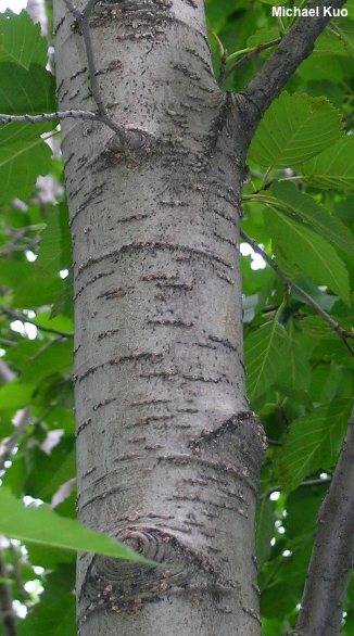 <p>Which member of the Betulaceae family has bark with horizontal white to light orange lenticels?</p>