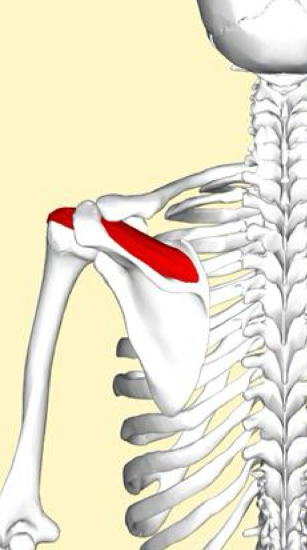 <p>What is the proximal attachment of the supraspinatus?</p>