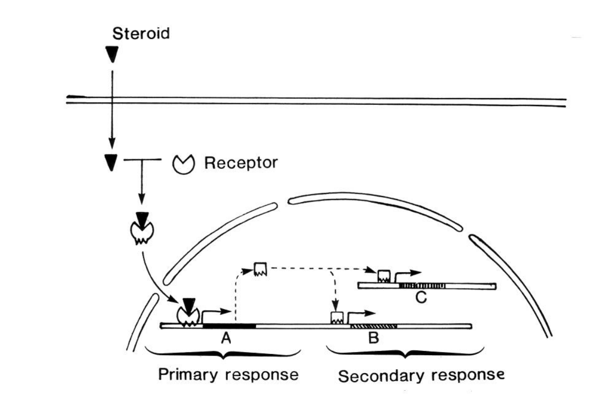 <ol><li><p>enters the nucleus</p></li><li><p>directly regulates the transcription of specific primary response genes</p><ul><li><p>encodes transciption factors</p></li></ul></li><li><p>These TFs signals to <strong>activate secondary</strong> response genes</p><p>→ Amplifies the response and invokes real response</p></li></ol><p></p>