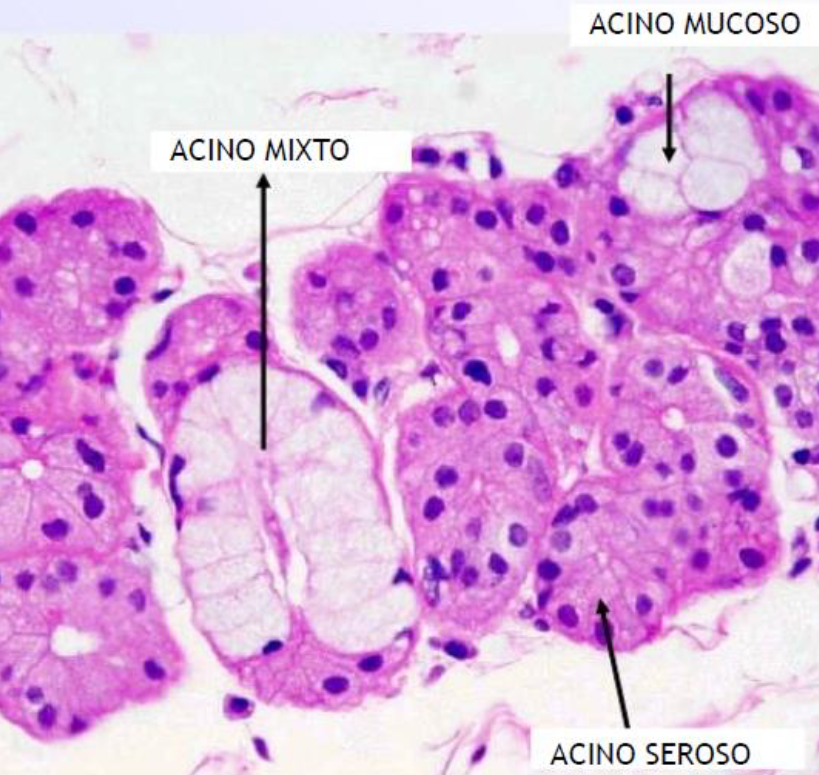 <ul><li><p><strong>Seroso:</strong> Secretan ptialina o amilasa salival</p></li><li><p><strong>Mucoso: </strong>Secretan mucina, moco o mucógeno</p></li><li><p><strong>Mixto:</strong> Tienen ambos tipos de secreción y forma la <span style="color: red"><strong>semiluna de Gianuzzi</strong></span>.</p></li></ul><p></p>