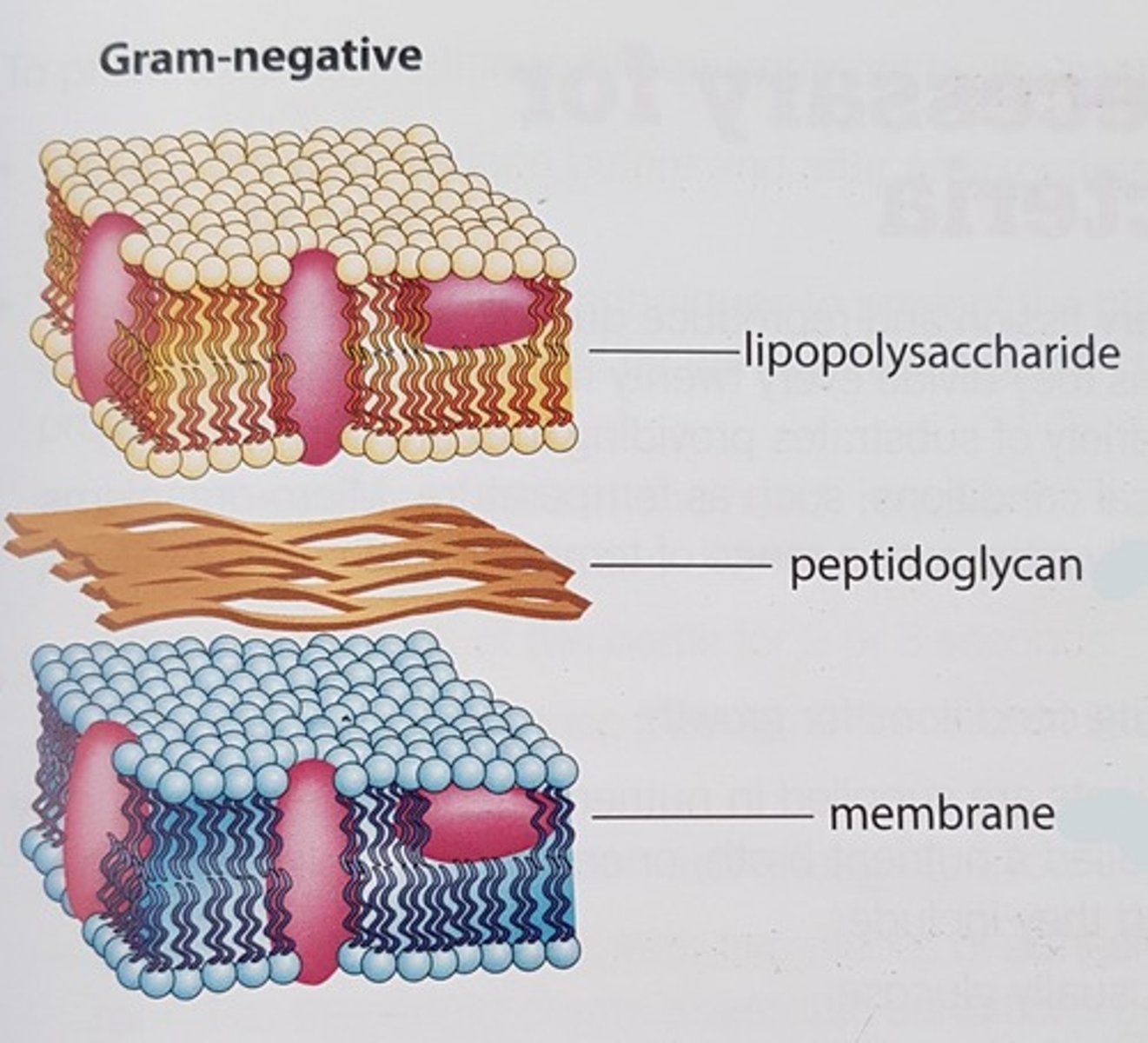 <p>Outer membrane, thin peptidoglycan layer, periplasmic space, cytoplasmic membrane, contains lipopolysaccharides and porin</p>