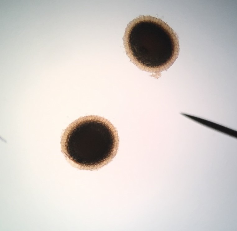 <p>internal asexual buds in freshwater </p>