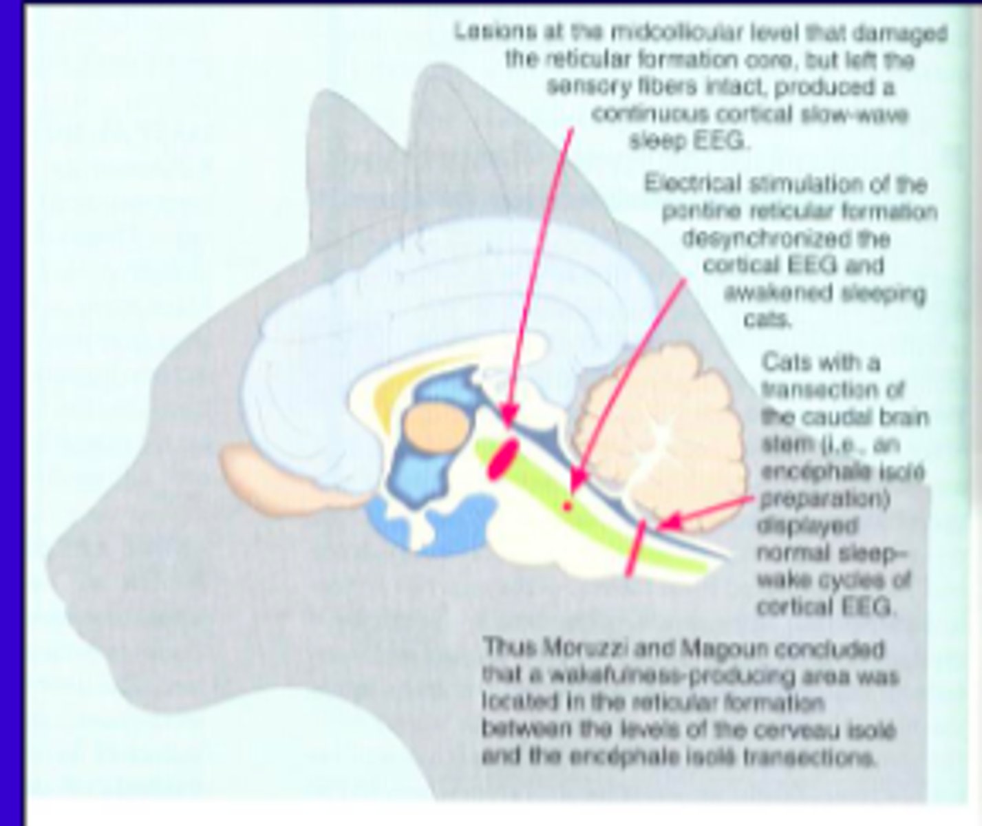 <p>reticular formation stimulates wakefulness.</p>