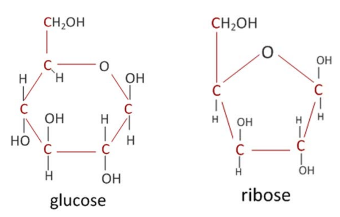 <ul><li><p>glucose</p><ul><li><p>hexose (6-carbon) sugar</p></li><li><p>C6H12O6</p></li></ul></li><li><p>ribose</p><ul><li><p>pentose (5-carbon) sugar</p></li><li><p>C5H10O5</p></li></ul></li></ul>