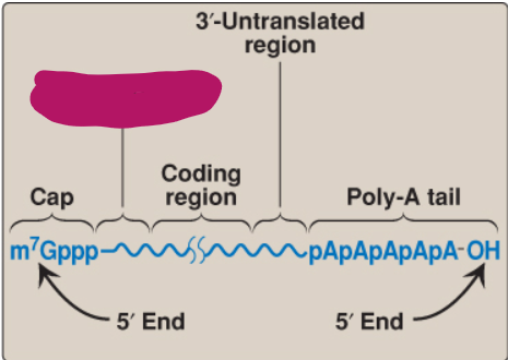 <p>Label this part of mRNA.</p>