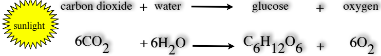 <ul><li><p>Organisms that can photosynthesize do so by using light energy to produce chemical energy in the form of food (sugars)</p></li><li><p>Some sugars produced are stored by the plant for later use (<strong><span style="color: yellow">starch</span></strong>), while others are used to build tissue (<strong><span style="color: green">cellulose</span></strong>).</p></li><li><p>Some sugars are combined with other elements to make <strong><span style="color: red">proteins and fats.</span></strong></p></li></ul>