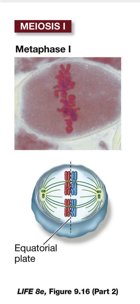 <ul><li><p>Microtubules attach to kinetochores, one per homolog (not per chromatid)</p></li><li><p>Chromosomes line up at the metaphase plate, held together by chiasma</p></li></ul>