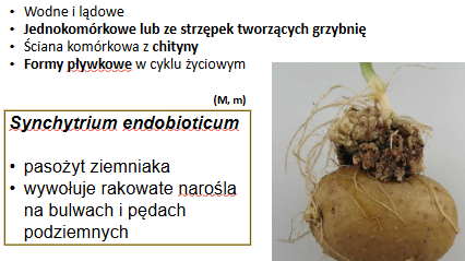 <p>Synchytrium endobioticum </p><p>Gr: SYNCHYTRIOMYCOTA</p><p>     Podgr.: SYNCHYTRIOMYCOTINA </p>