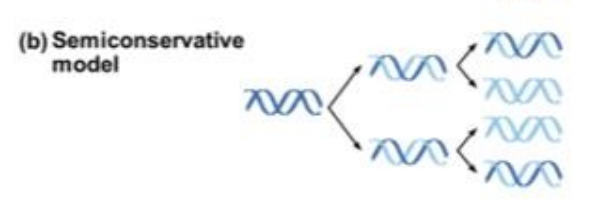 <p>Semiconservative Model</p>