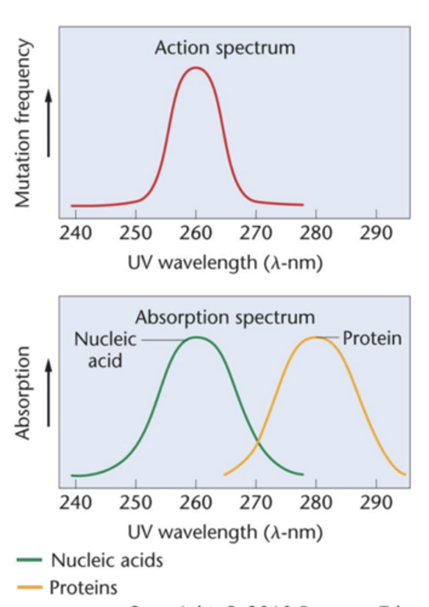 <p>- UV light: most mutagenic at wavelength 260 nm (action spectrum)</p><p>- DNA absorbs UV at 260 nm</p><p>- Protein absorbs UV at 280 nm</p><p>--> a wavelength at which no signifiant mutagenic effects are observed</p><p>- molecule serving as genetic material expected to absorb at mutagenic wavelength</p>