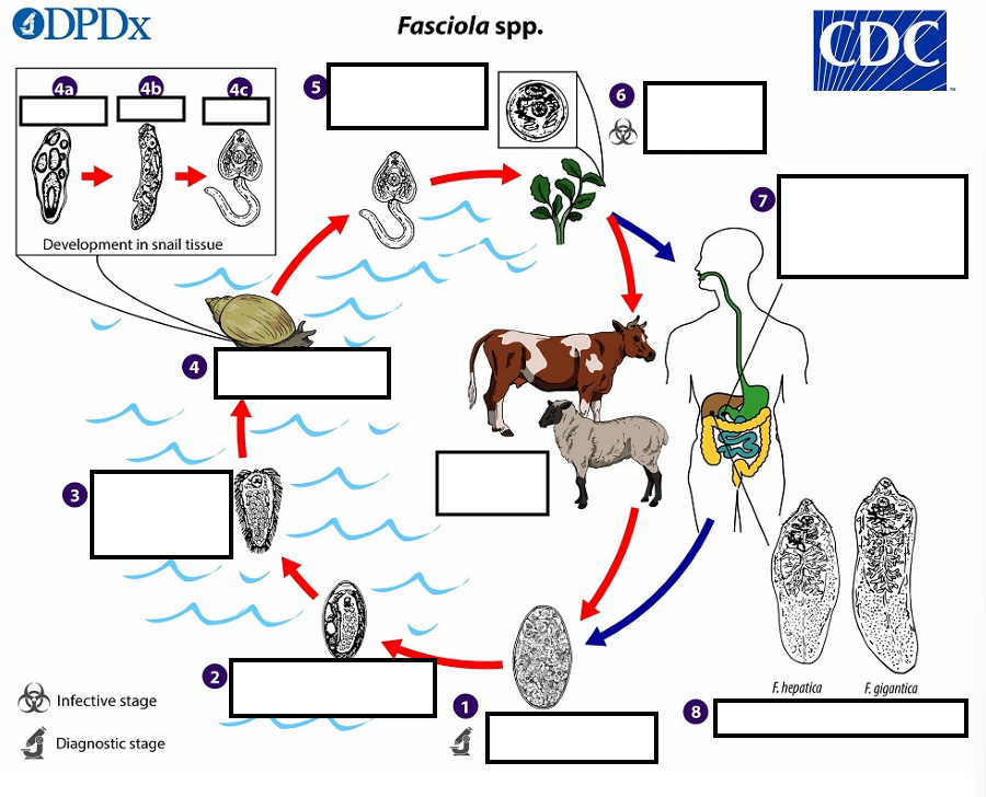 <p><mark data-color="red" style="background-color: red; color: inherit;">(4)</mark> In the snail, unundergo several developmental stages (sporocysts, rediae , and cercariae . The cercariae are released from the snail <mark data-color="red" style="background-color: red; color: inherit;">(5)</mark> and encyst as__ on aquatic vegetation or other substrates.</p>