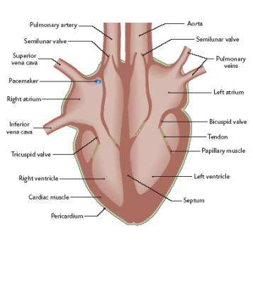 
1. __Tricuspid Valve__- RHS, connects the right atrium to the right ventricle.
2. __Bicuspid Valve__- LHS, connects the left atrium to the left ventricle
3. __Semi-lunar valve__-LHS and RHS, ventricles through to the pulmonary artery (RHS) or aorta (LHS)