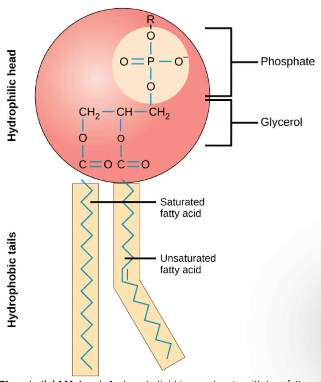 <p>Phospholipids</p>