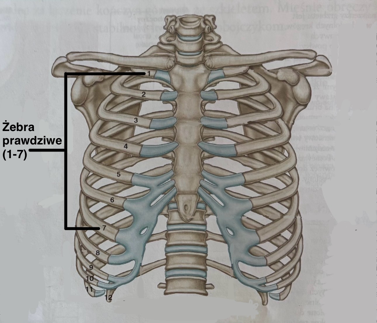 <p>Costa verae</p><p>Te żebra łączą się bezpośrednio z mostkiem za pomocą swoich chrząstek żebrowych</p>