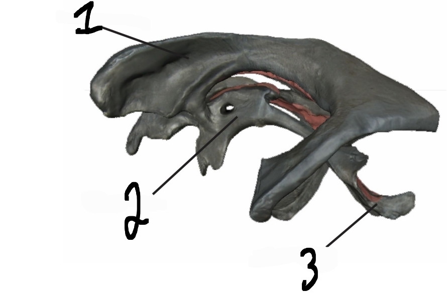 <p>What ventricle is #1?</p>