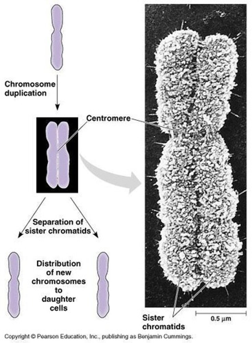 <p>Identical copies of a chromosome joined at centromere.</p>