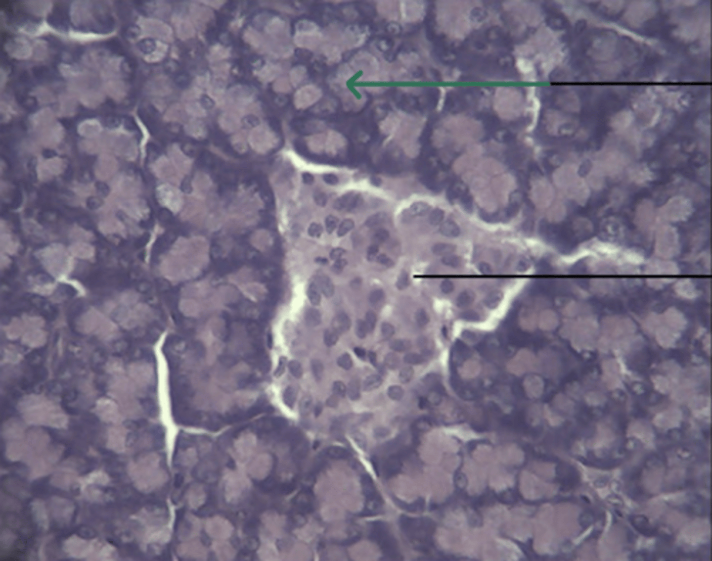 <p>gland and structure</p>