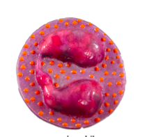 name the leukocytes (white blood cells)