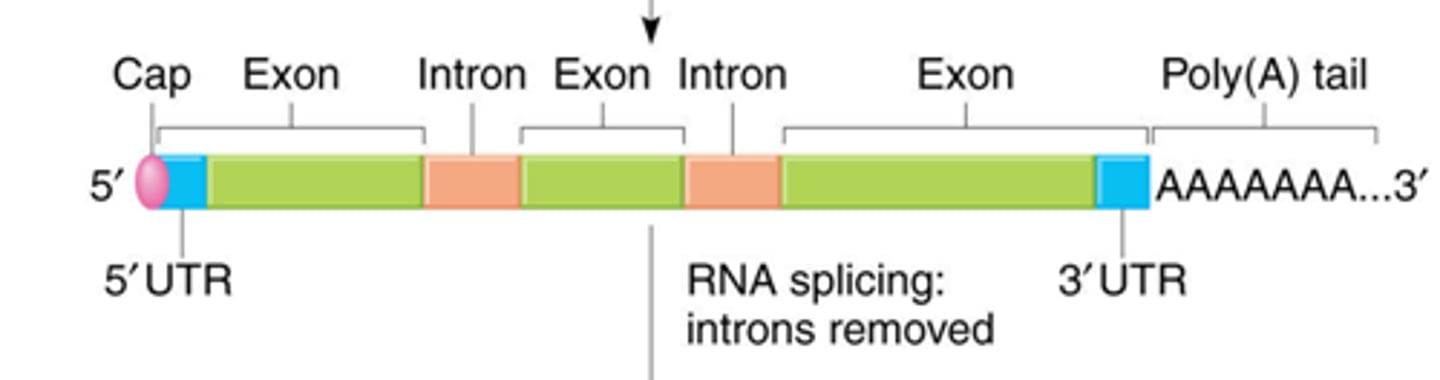 <p>(only in eukaryotes)</p><p>1. 5' cap &amp; Poly-A tail</p><p>2. Splicing</p>