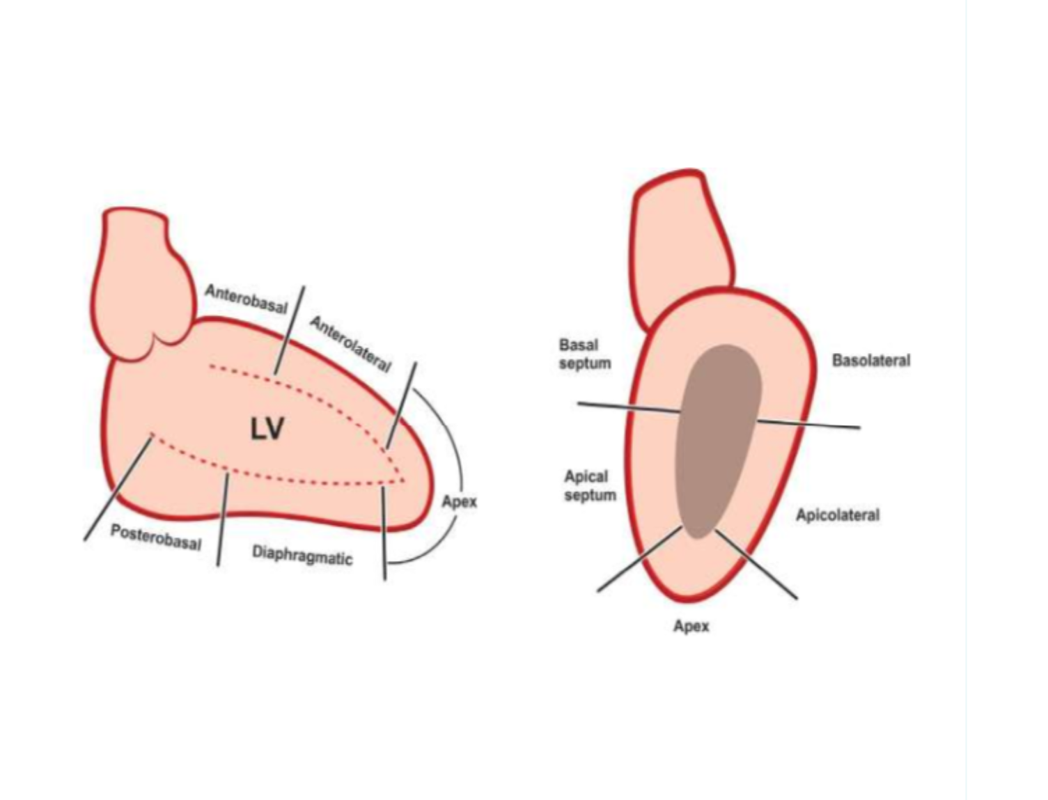 <p>What structures do the diagonal branches supply?</p>
