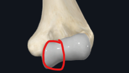 <p>What is this part of the humerus called?</p>