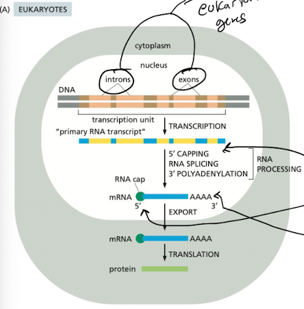
1. 5’ capping
2. intron splicing
3. 3’ polyadenylation