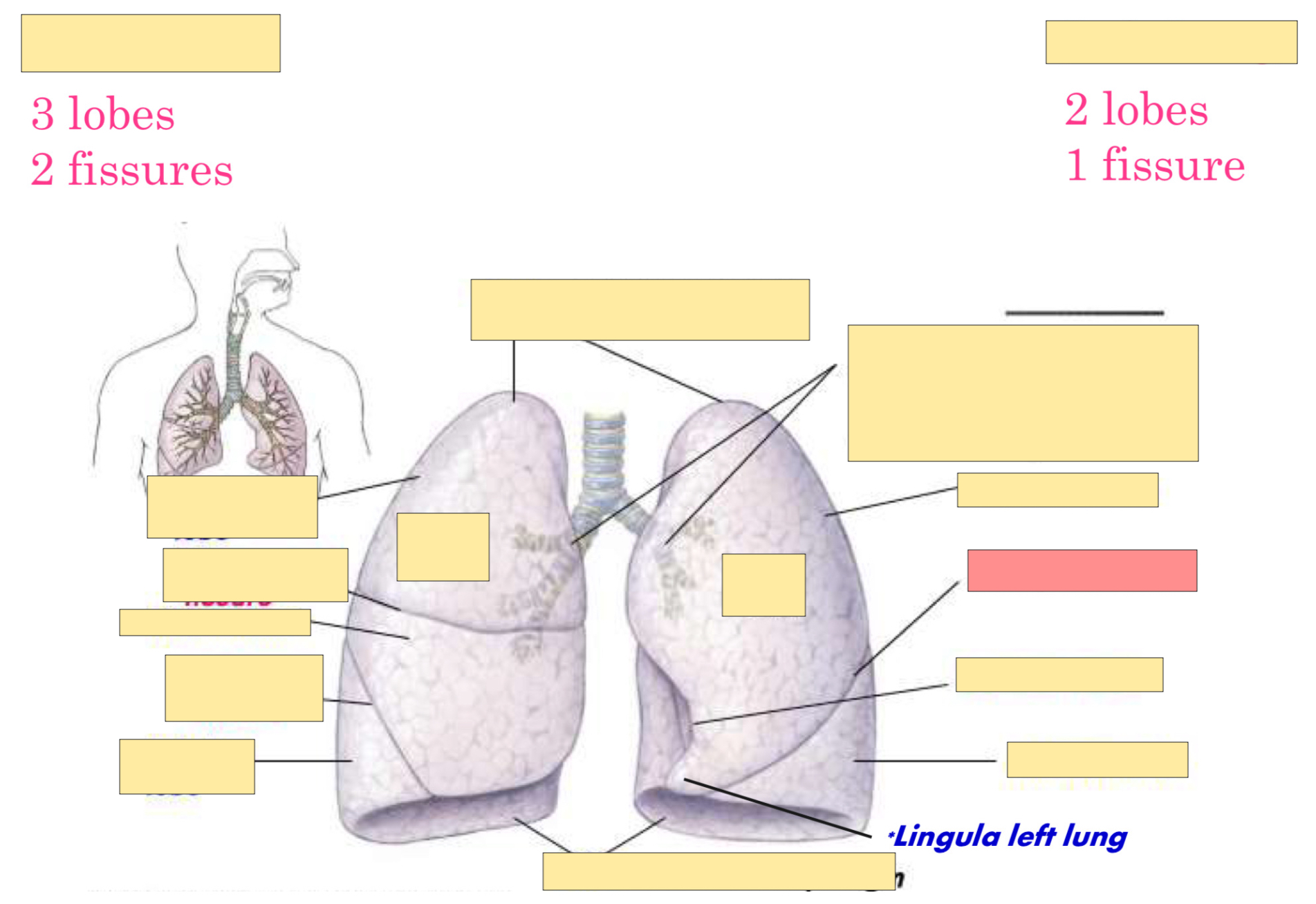 <p>What fissure is this?</p>