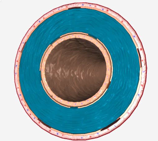 <p>The structure that contains smooth muscle and elastic fibers, allowing the vessel to dilate and constrict to regulate blood flow.</p>