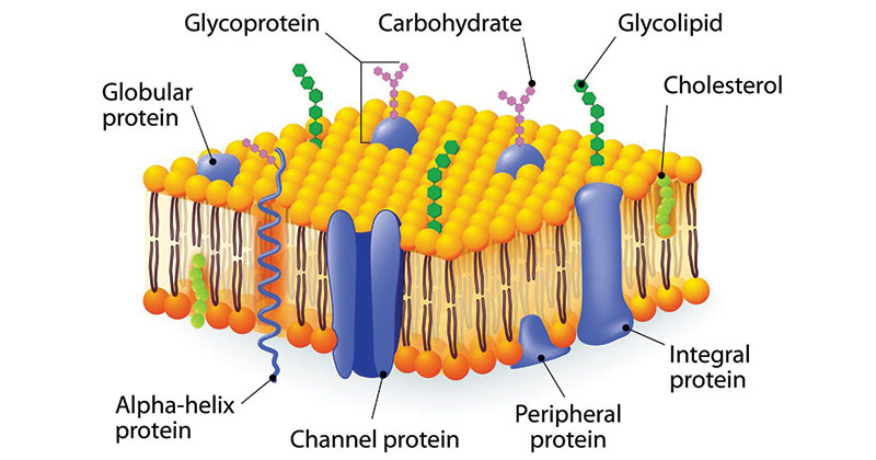 <p>keeps membrane fluid; keeps hydrophobic tails from sticking together.</p>