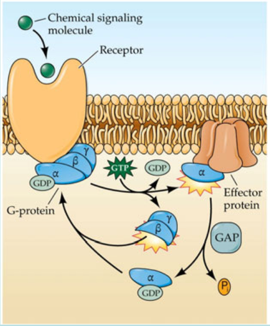 <ul><li><p>when receptor binds to signaling molecule, activates something that causes this to exchange a GDP molecule (inactive) for a GTP molecule</p></li><li><p>trimeric G-protein dissociates to 2 components</p><ul><li><p>alpha subunit (activated)</p></li><li><p>beta - gamma subunit</p></li></ul></li><li><p>activate target protein</p></li><li><p>inactivate spontaneously by interacting w/ GAP</p><ul><li><p>dephosphorylate GTP to GDP (turn off)</p></li></ul></li></ul><p></p>