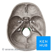 knowt flashcard image