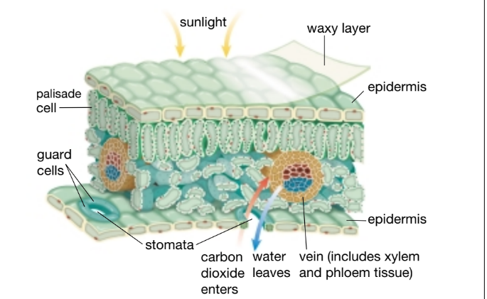 knowt flashcard image
