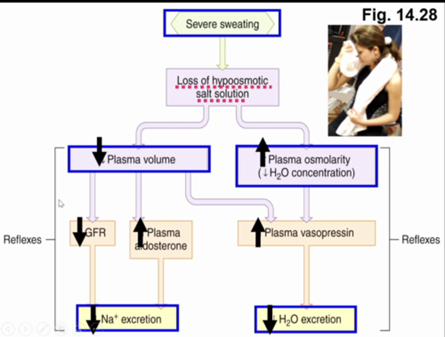 <p>what is this image showing (right side)</p>