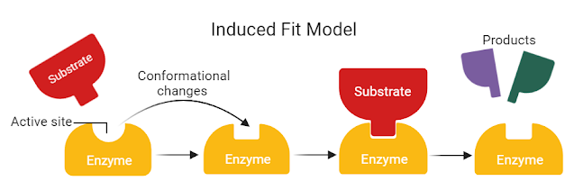 <p>The <strong>induced fit model</strong> explains how substrates are converted into products by enzymes. </p><p>Namely, the substrate induces the active site of the enzyme to change shape so that there is an optimal fit between the substrate and the active site.  </p><p>Unlike the lock and key model, which states that the enzyme does not change shape, the induced fit model explains that the shape of the active site <em>does</em> change because of the substrate. </p>