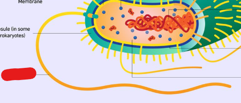 <p>Structures that allow bacteria to stick to surfaces, move around, or transfer DNA to other cells.</p><p>Picture outlines an example of a type of ______ (an flagellum)</p>
